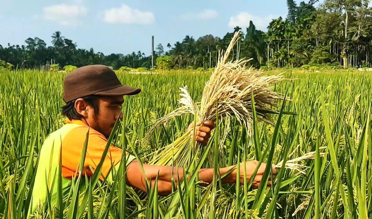 Cara Pengendalian Hama Padi Yang Tepat Dan Aman