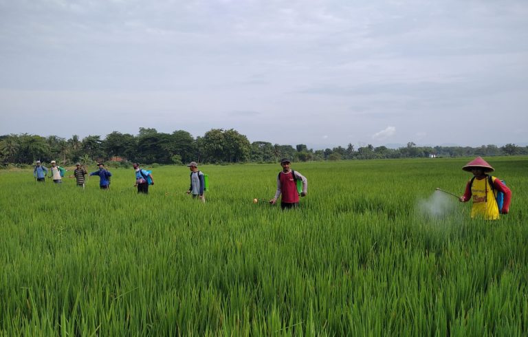 Amankan Produktivitas Pertanian Kementan Lakukan Pengendalia Xzwj