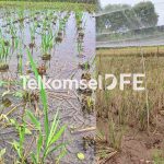 Art09 Teknologi Budidaya Padi Salibu