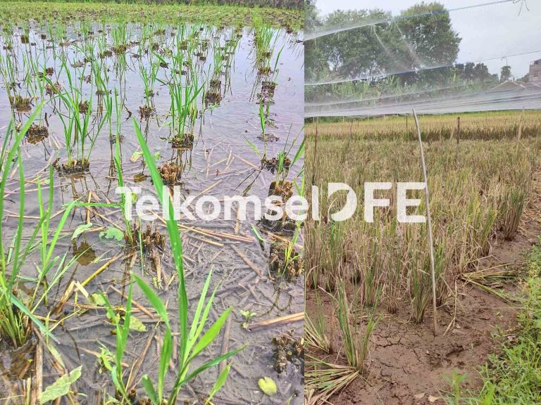 Art09 Teknologi Budidaya Padi Salibu