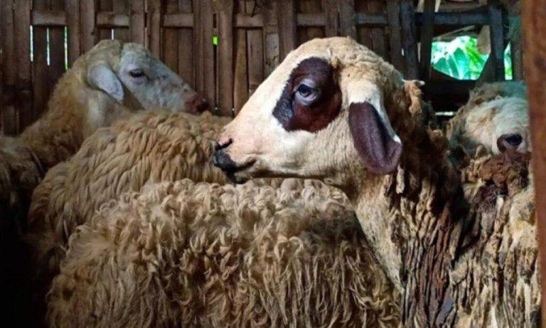 Jenis Penyakit Domba 1024x614 1