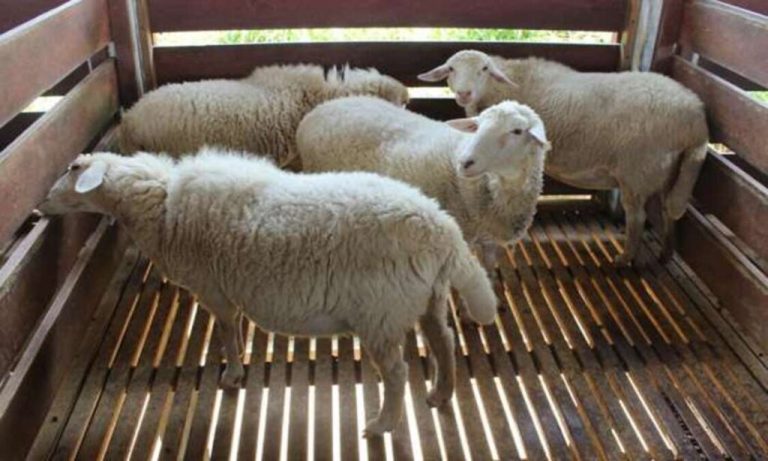 Perawatan Tubuh Domba 1024x614 4