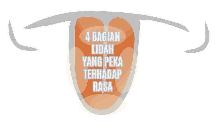 4 Bagian Lidah Yang Peka Terhadap Rasa 2