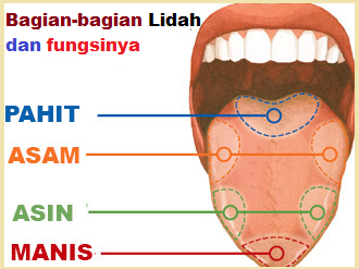 Bagian2blidah2bmanusia252c2bfungsi2bdan2bgambarnya 1