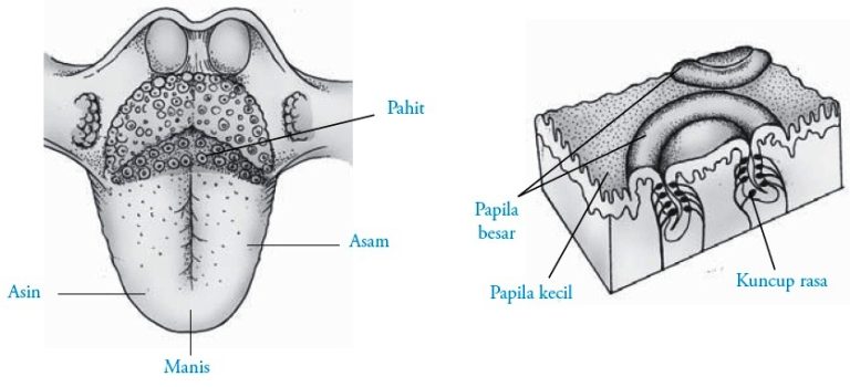 Anatomi Lidah Manusia 7