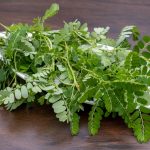 Phyllanthus,niruri, ,keezharnelli, ,natural,ayurvedic,medicine,Â,kidney